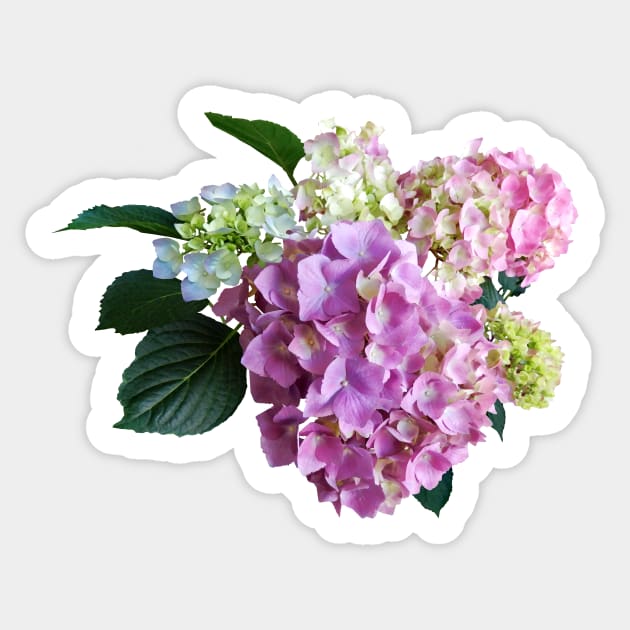 Hydrangeas - Pastel Hydrangea Sticker by SusanSavad